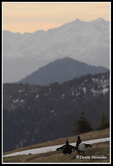 parade de tétras lyres au lever du jour